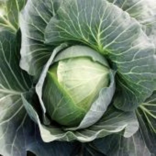 SuperStar Cabbage CB62-50